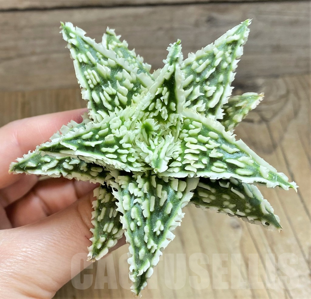 SH1680 Aloe TCT hybrid - Image 2