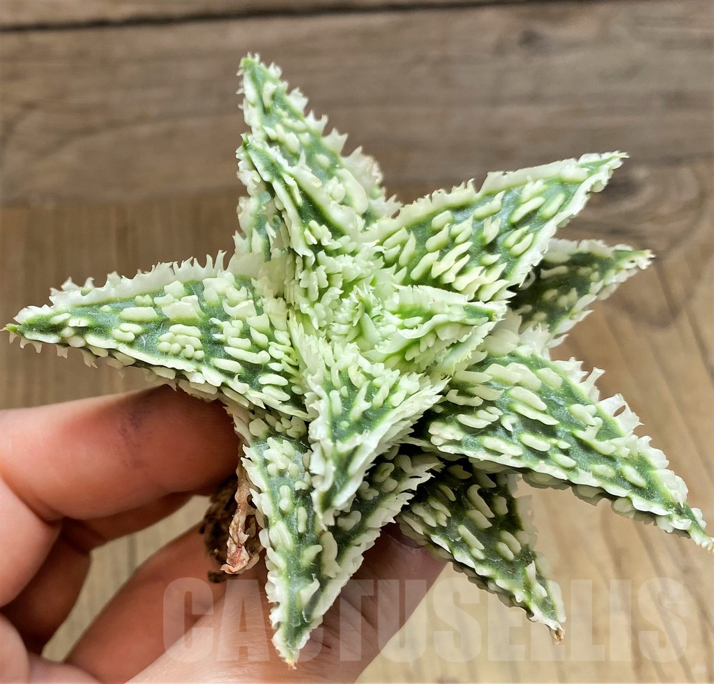SH1680 Aloe TCT hybrid