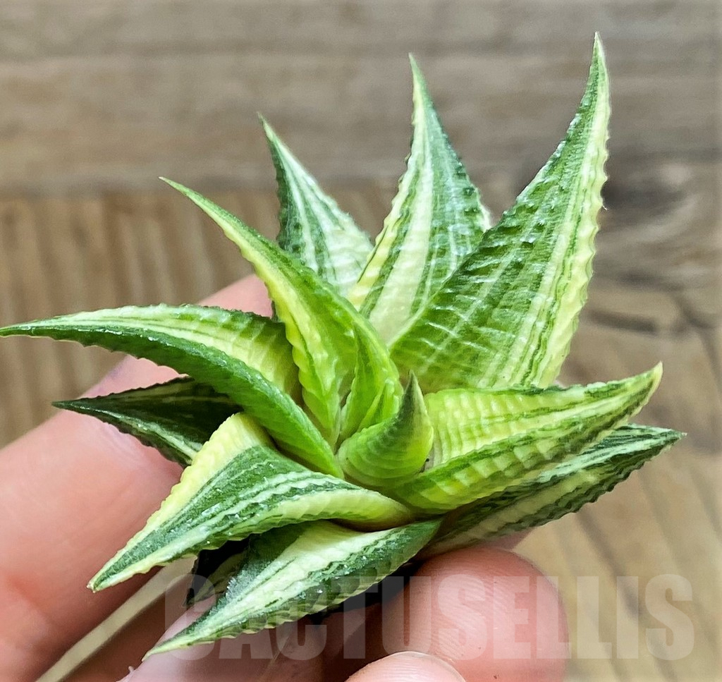 SH1683 Haworthia limifolia f. variegata