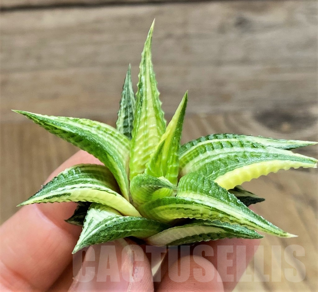 SH1683 Haworthia limifolia f. variegata - Image 2
