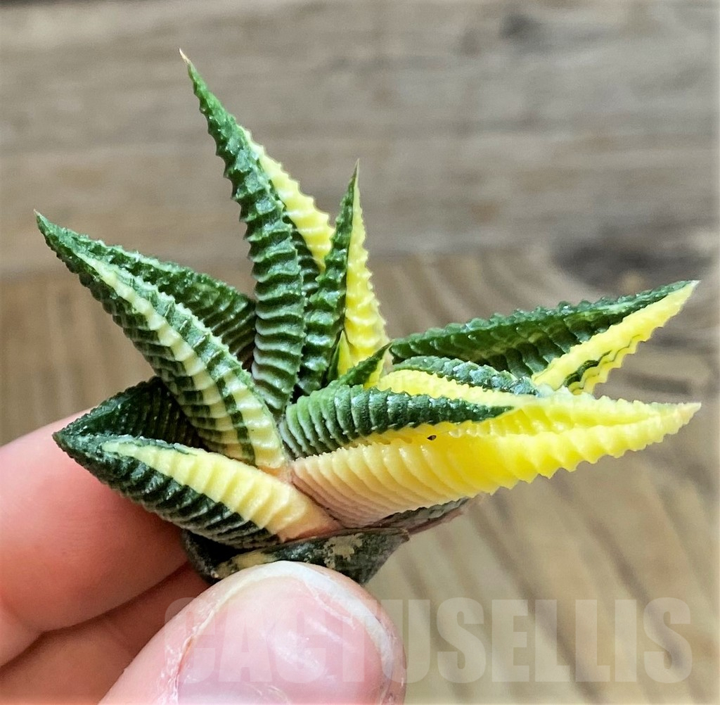 SH1684 Haworthia limifolia f. variegata