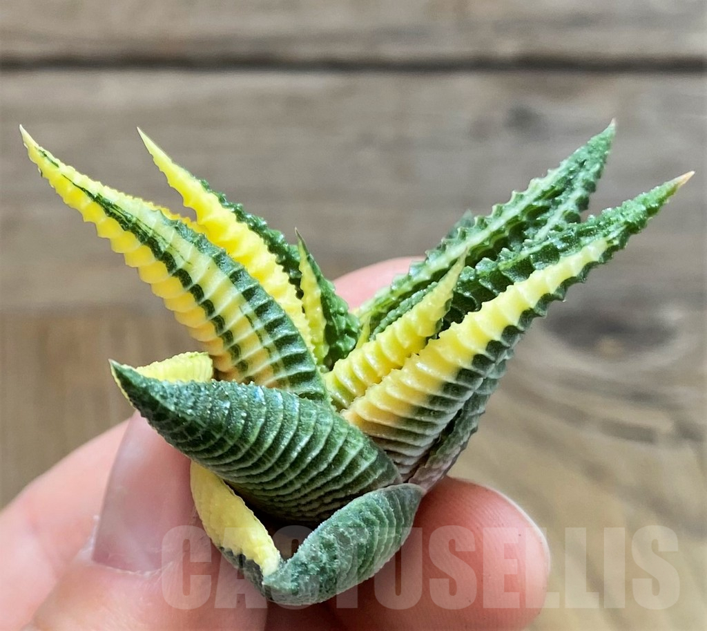 SH1684 Haworthia limifolia f. variegata - Image 2