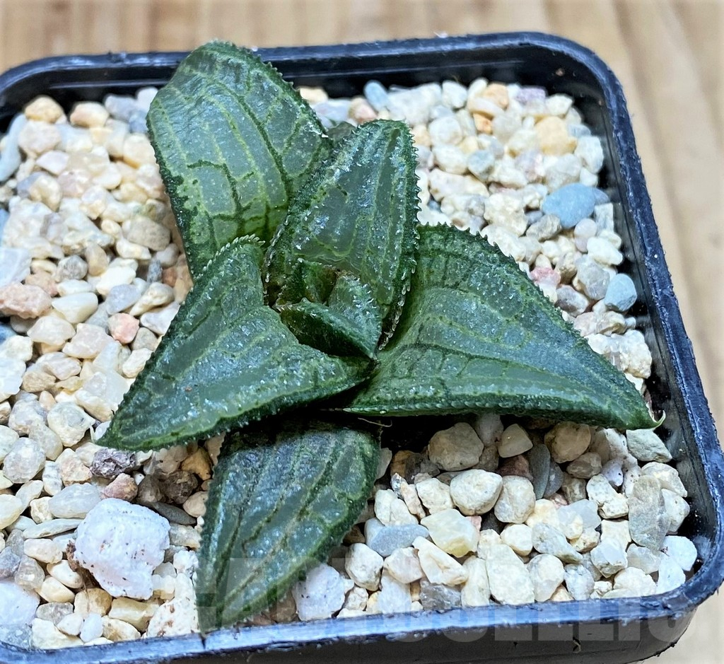 SH1703 Haworthia 'Blue Steel' - Image 2