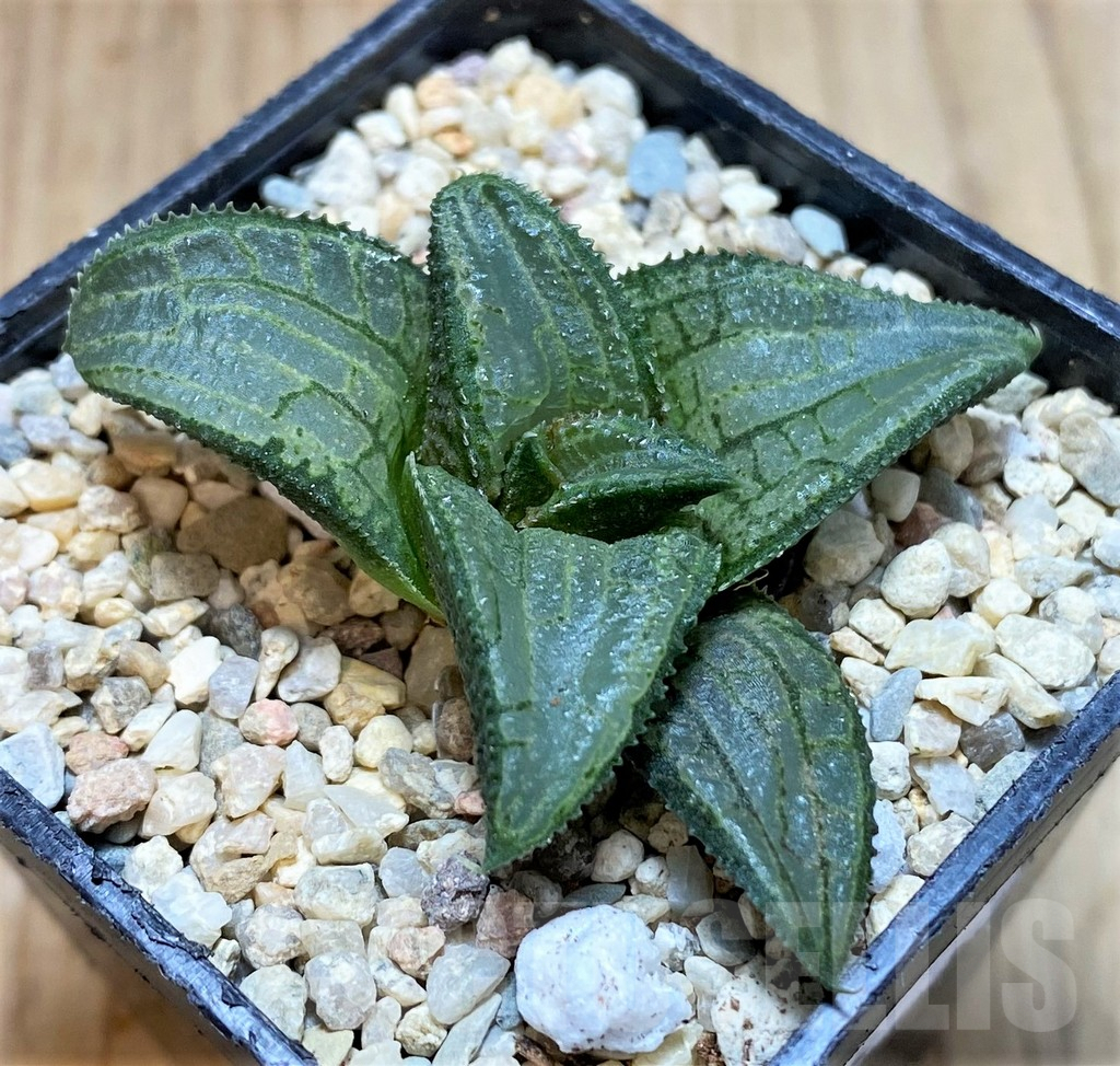 SH1703 Haworthia 'Blue Steel'