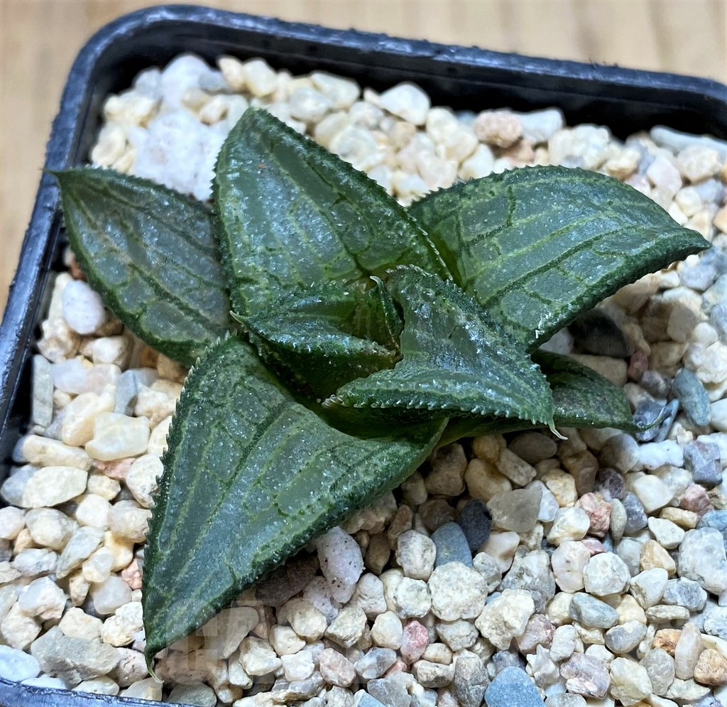 SH1703 Haworthia 'Blue Steel' - Image 3