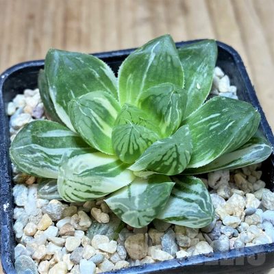 SH1706 Haworthia cooperi f. variegata