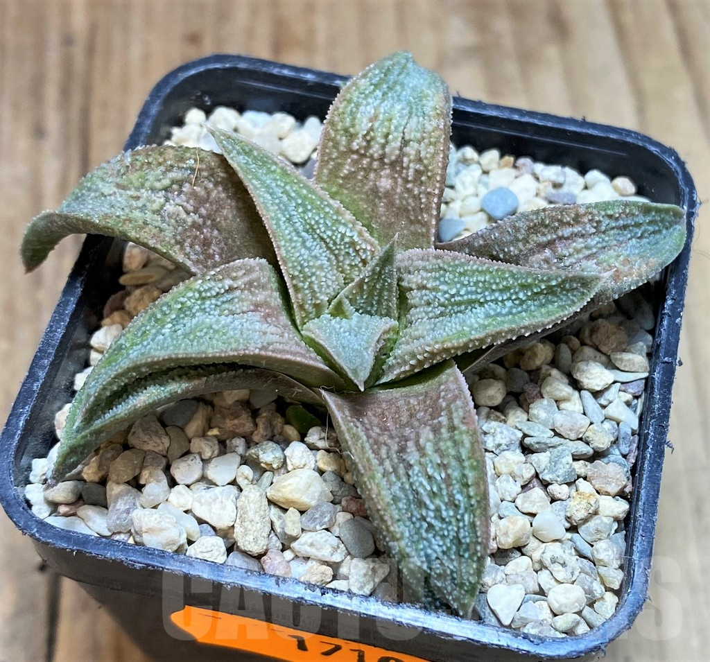 SH1710 Haworthia 'Pink koelmaniorum' - Image 2