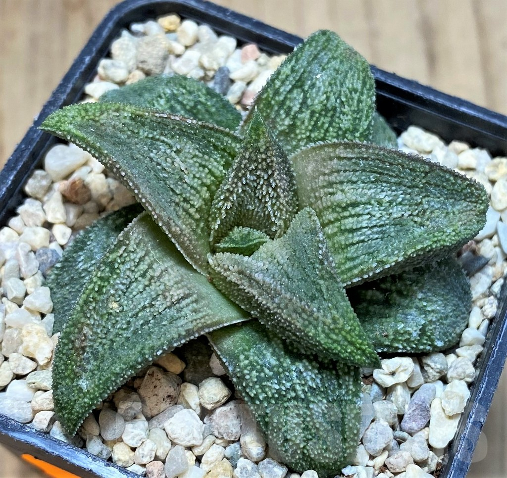 SH1713 Haworthia 'Sulphur' - Image 2