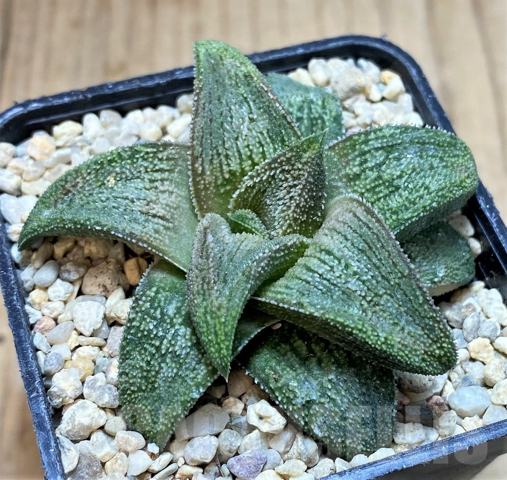 SH1713 Haworthia 'Sulphur'