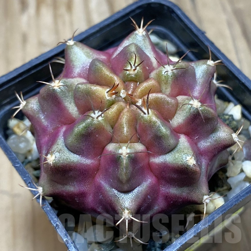 SH9699 Gymnocalycium mihanovichii ‘Purple Nebula’