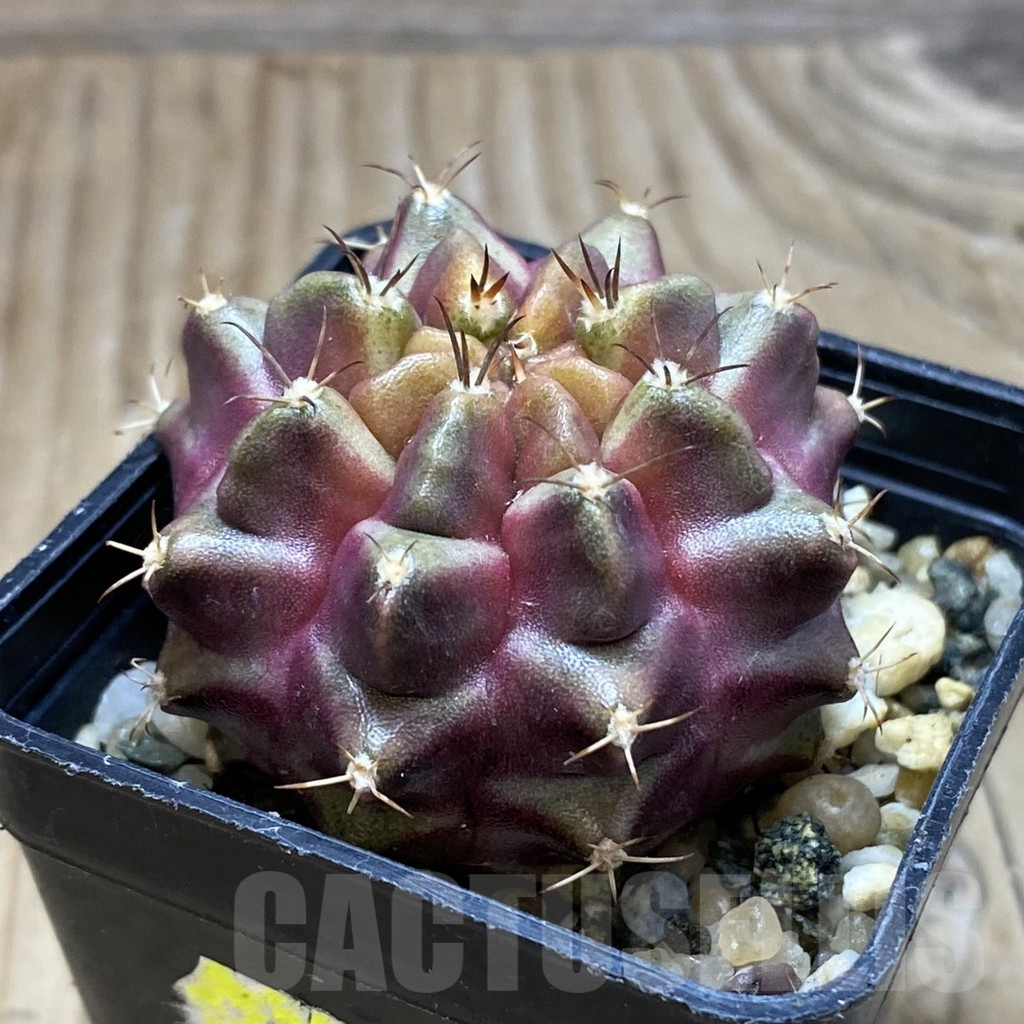 SH9699 Gymnocalycium mihanovichii ‘Purple Nebula’ - Image 2