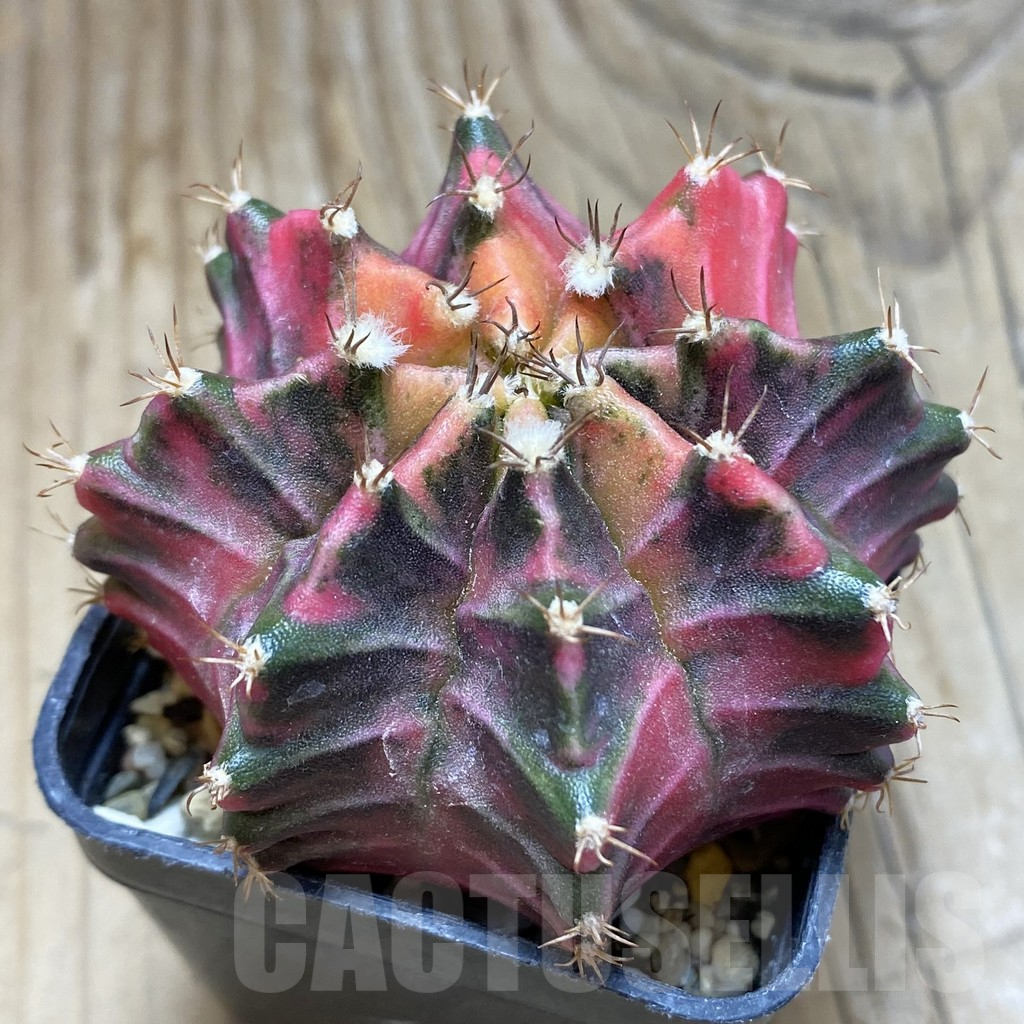 SH2604 Gymnocalycium mihanovichii f. variegata , seedling