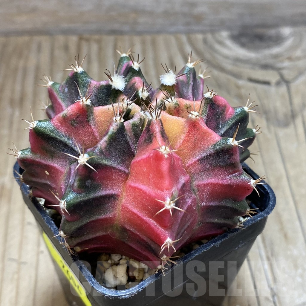 SH2604 Gymnocalycium mihanovichii f. variegata , seedling - Image 2