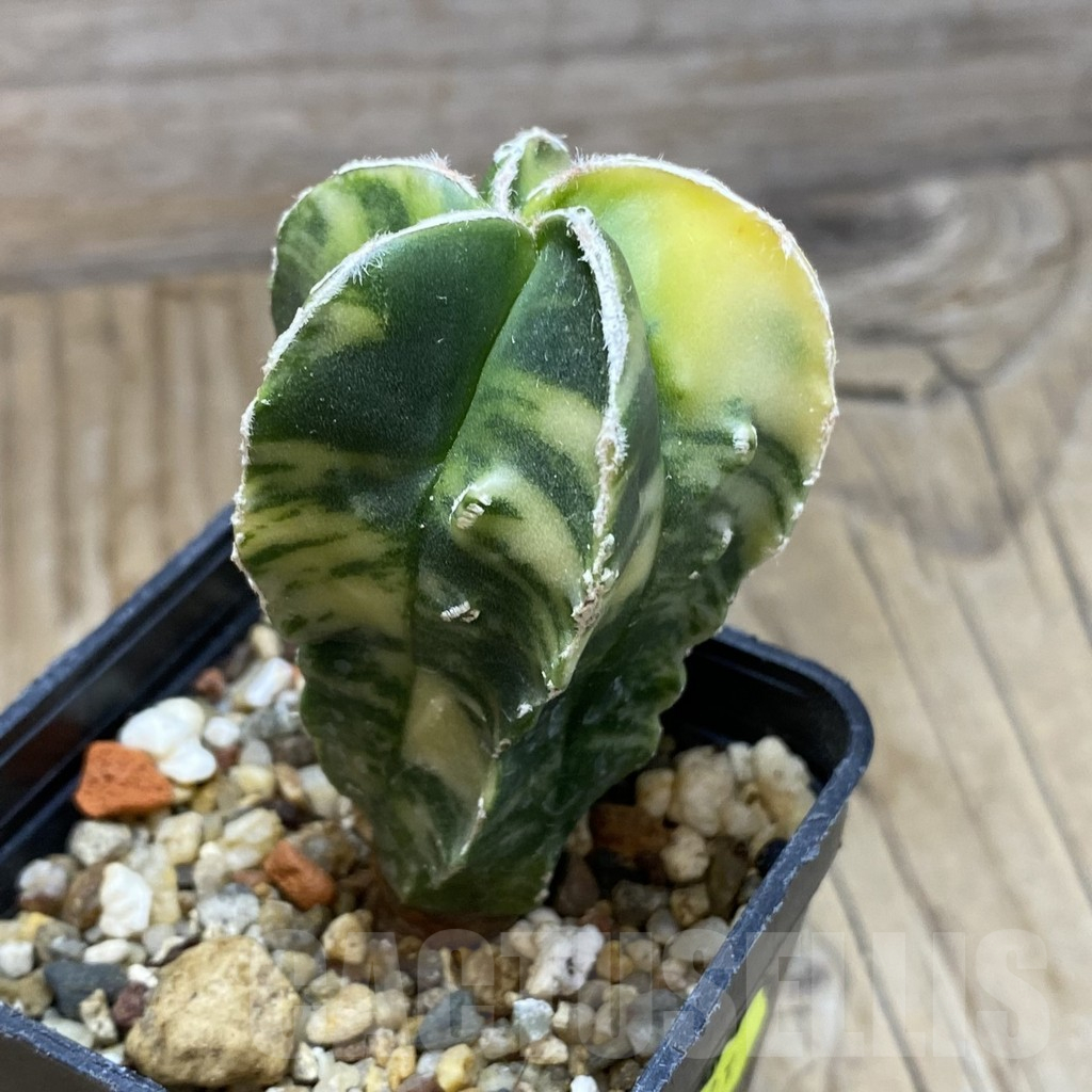 SH3023 Astrophytum myriostigma f. variegata - Image 2
