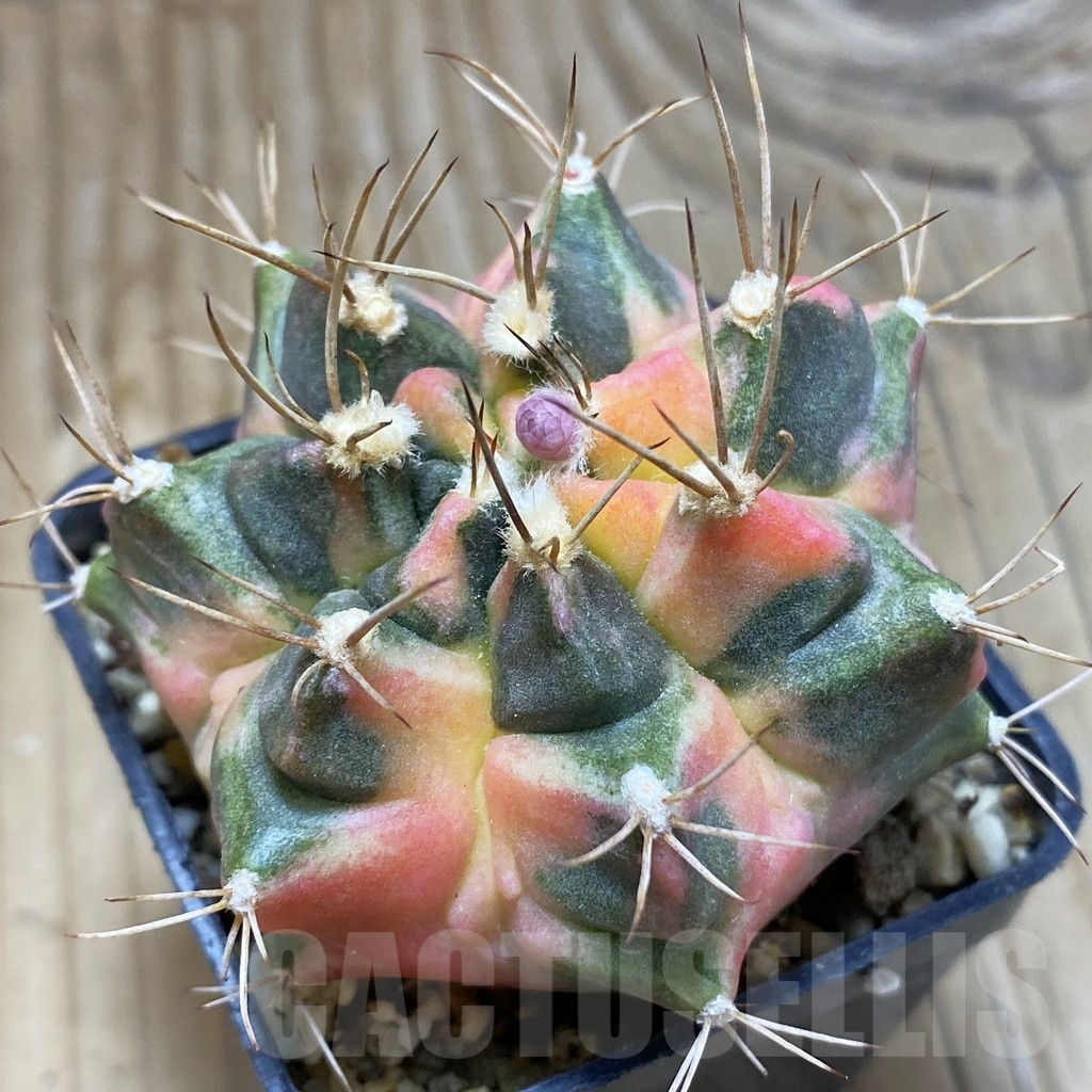SH1781 Gymnocalycium mihanovichii ‘Salika'