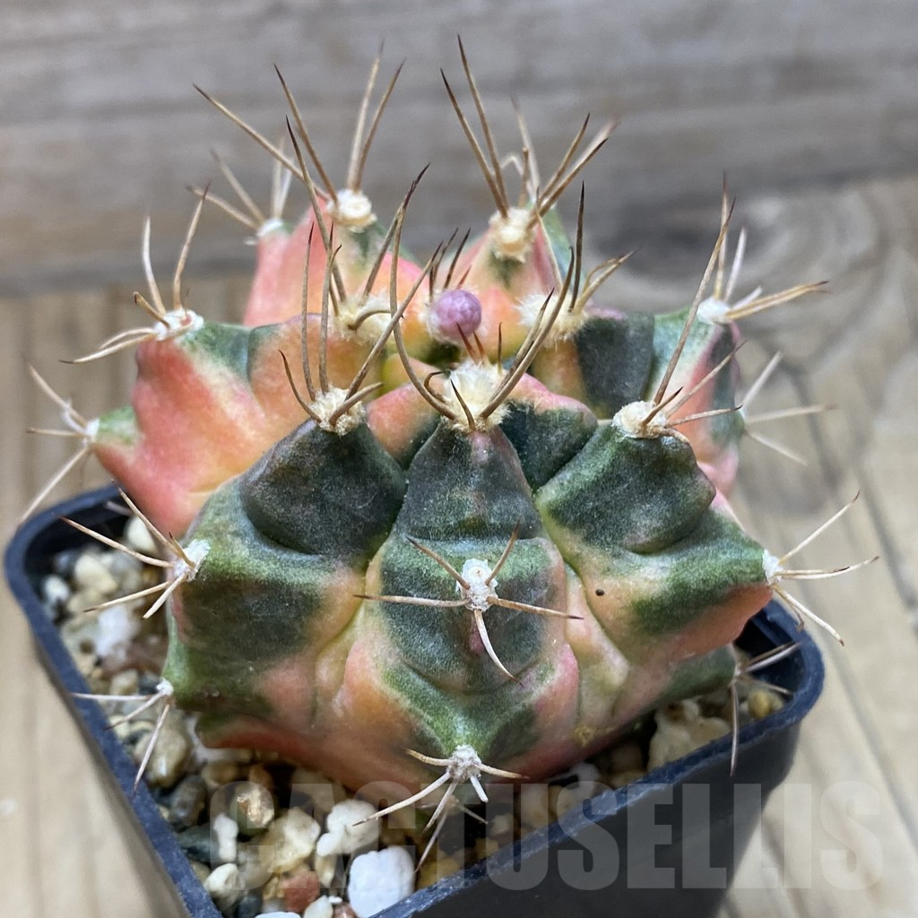 SH1781 Gymnocalycium mihanovichii ‘Salika' - Image 2