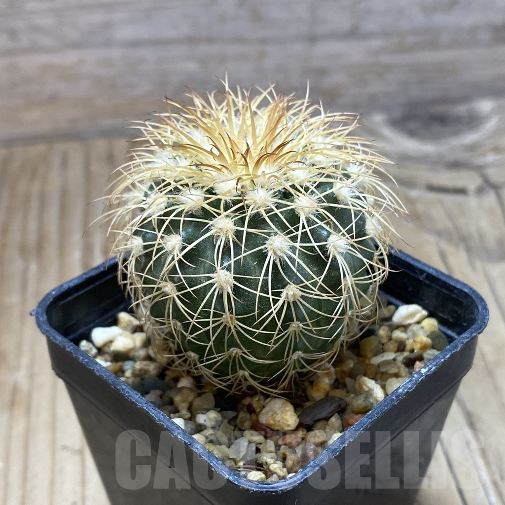 SH2897 Discocactus bahiensis - Image 2