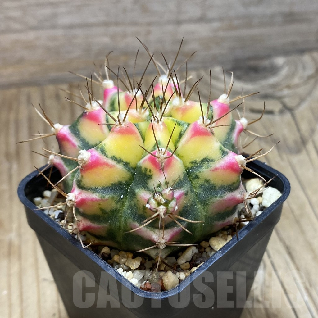 SH8938 Gymnocalycium mihanovichii 'Flower Field' - Image 2