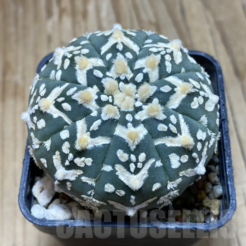 SH3485 Astrophytum asterias ‘Super Kabuto’ V-type f. nudum