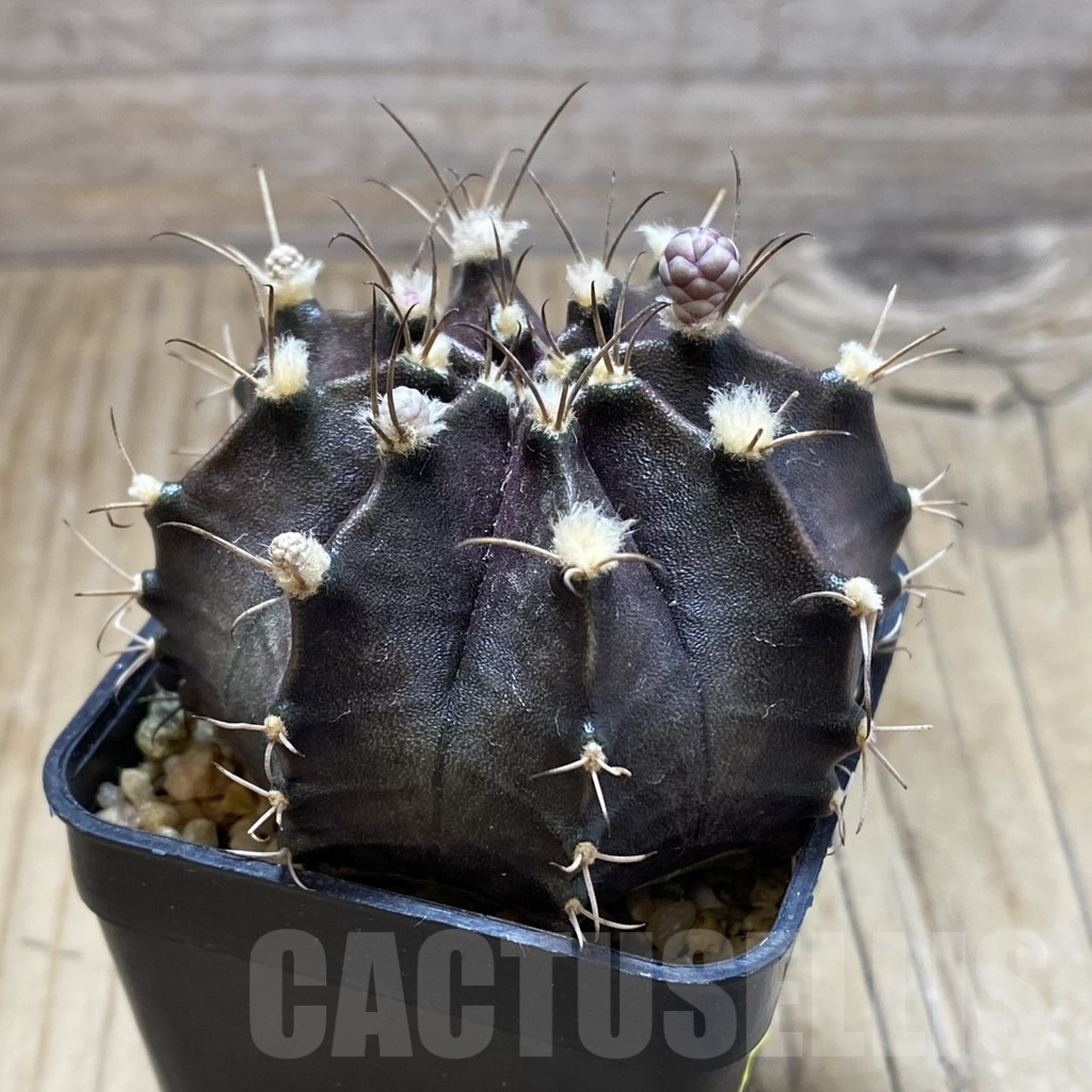 SH2030 Gymnocalycium 'Black Widow' x ‘Day Dream’, seedling - Image 2