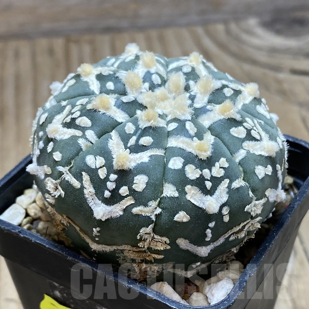 SH3485 Astrophytum asterias ‘Super Kabuto’ V-type f. nudum - Image 2