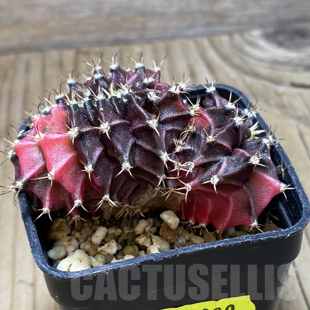 SH2830 Gymnocalycium mihanovichii variegata f. cristata, seedling - Image 2