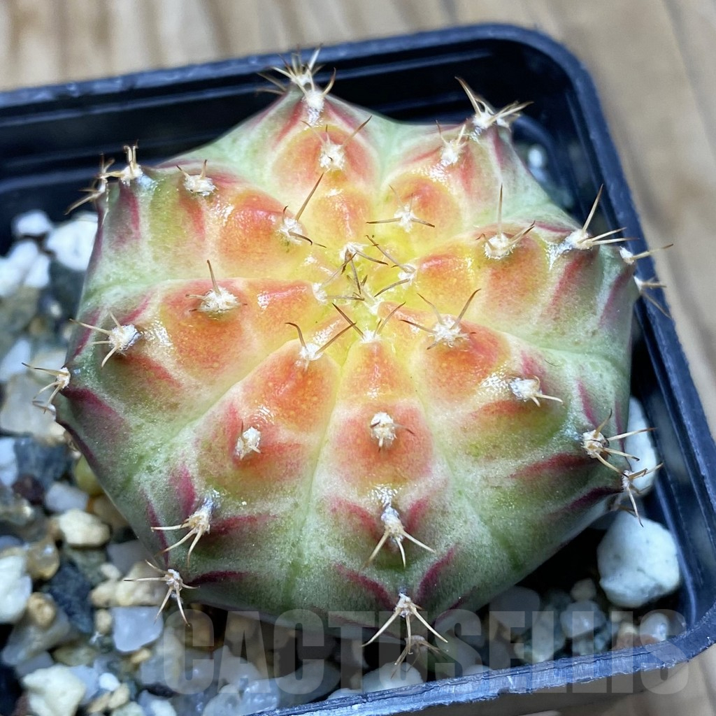 SH9494 Gymnocalycium mihanovichii 'Neon'