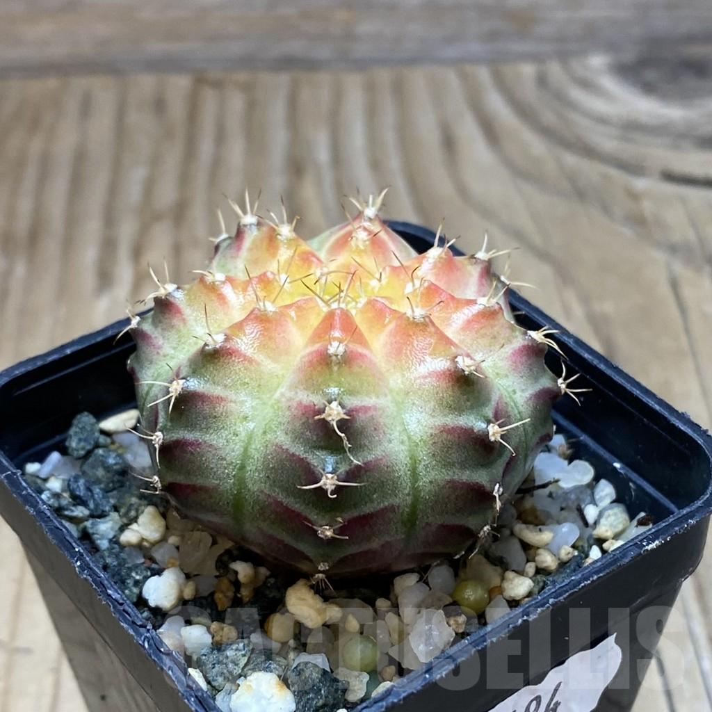 SH9494 Gymnocalycium mihanovichii 'Neon' - Image 2
