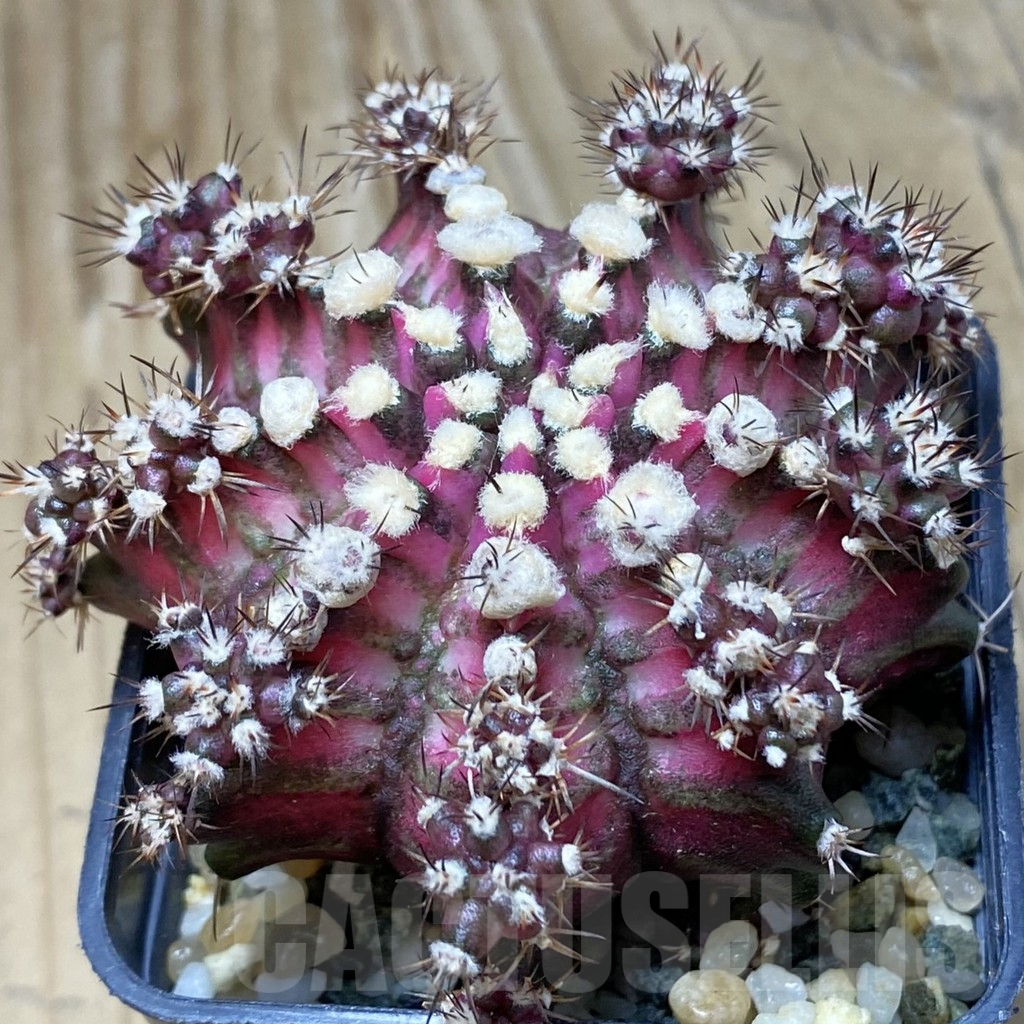 SH9590 Gymnocalycium mihanovichii 'T-Lux'