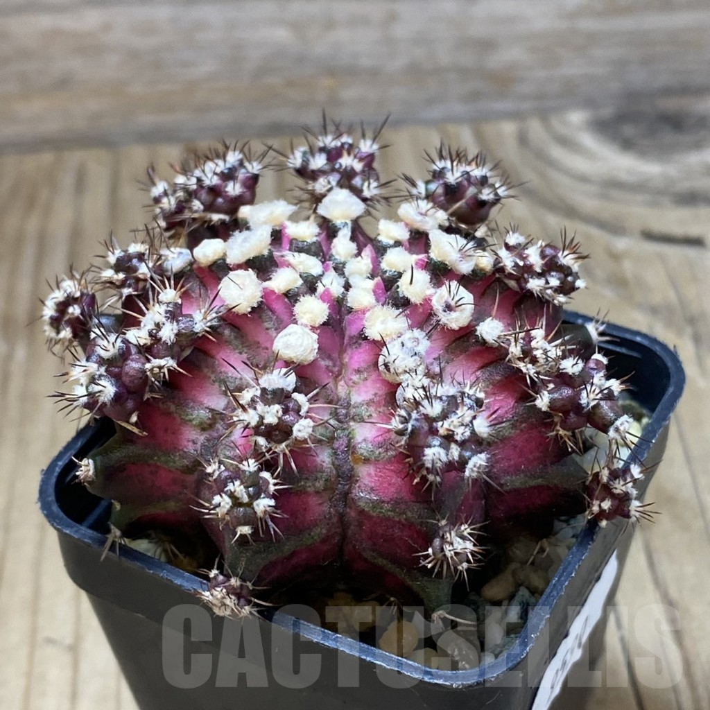 SH9590 Gymnocalycium mihanovichii 'T-Lux' - Image 2