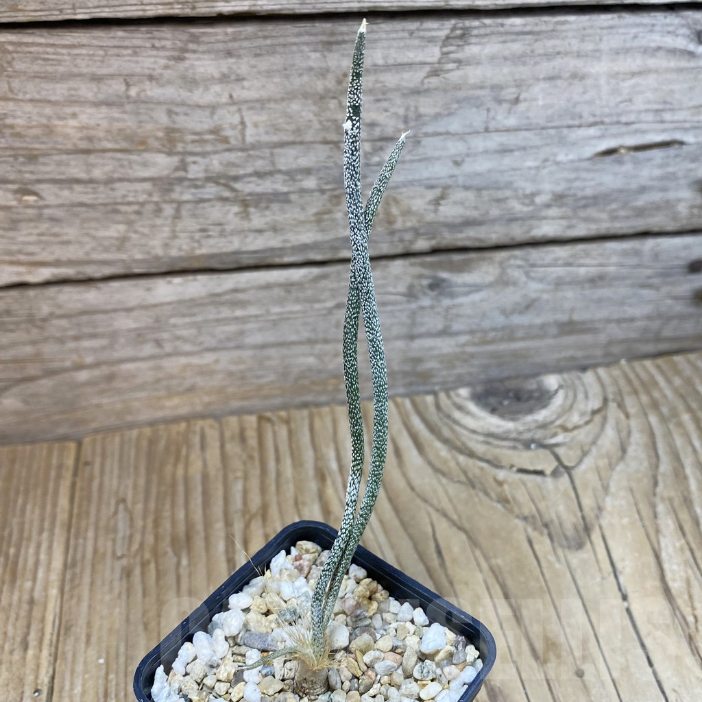 SH16660 Astrophytum caput-medusae, seedling - Image 2