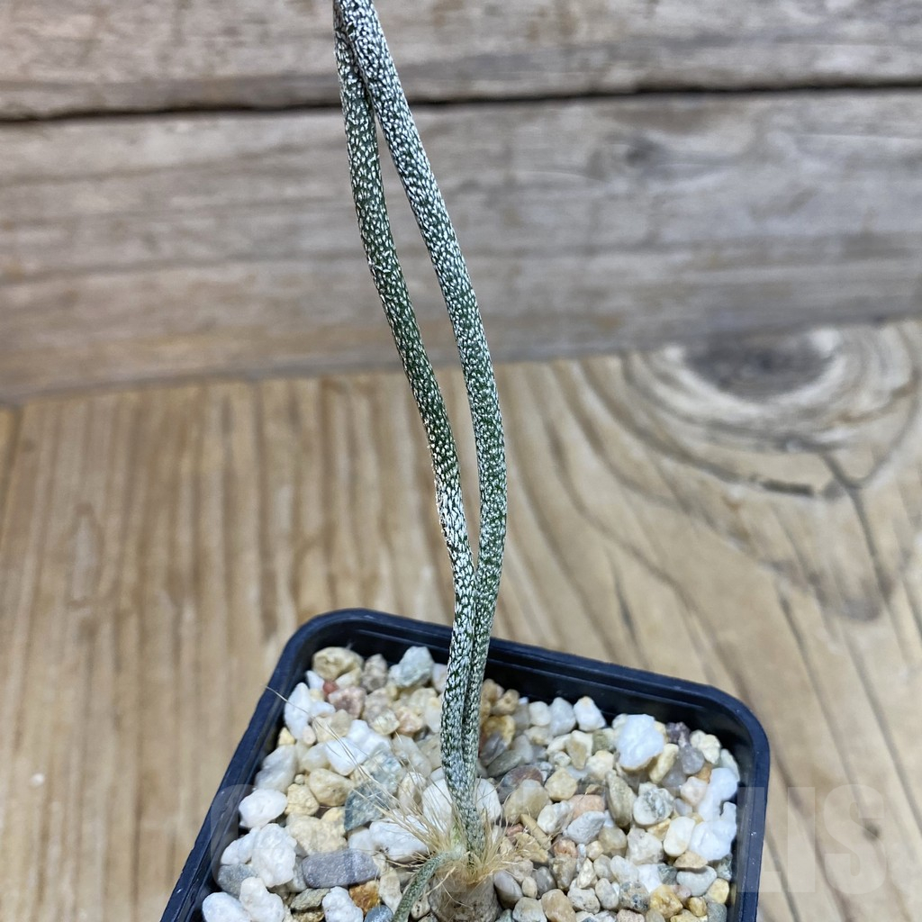 SH16660 Astrophytum caput-medusae, seedling