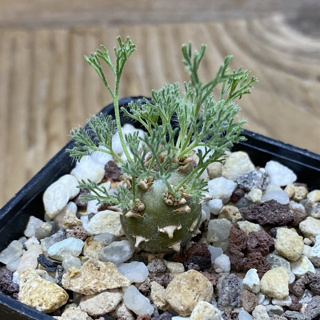 SH16669 Sarcocaulon peniculinum - Image 2