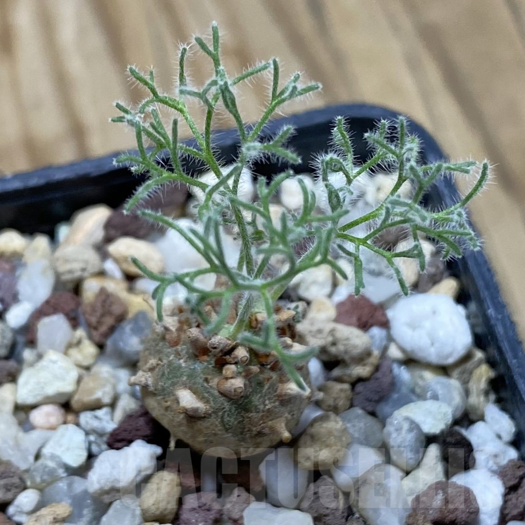 SH16670 Sarcocaulon peniculinum