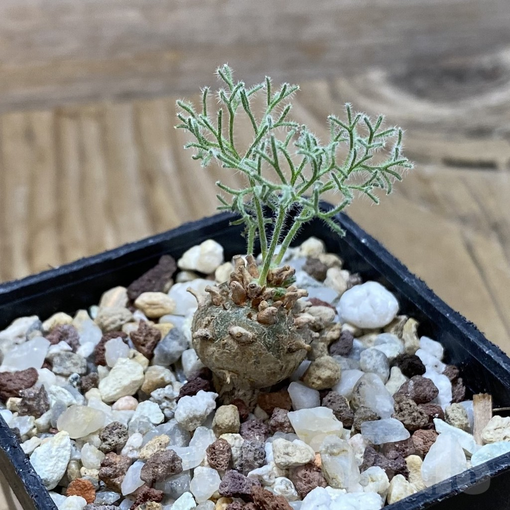 SH16670 Sarcocaulon peniculinum - Image 2