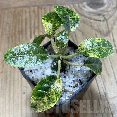 SH16675 Dorstenia foetida f. variegata