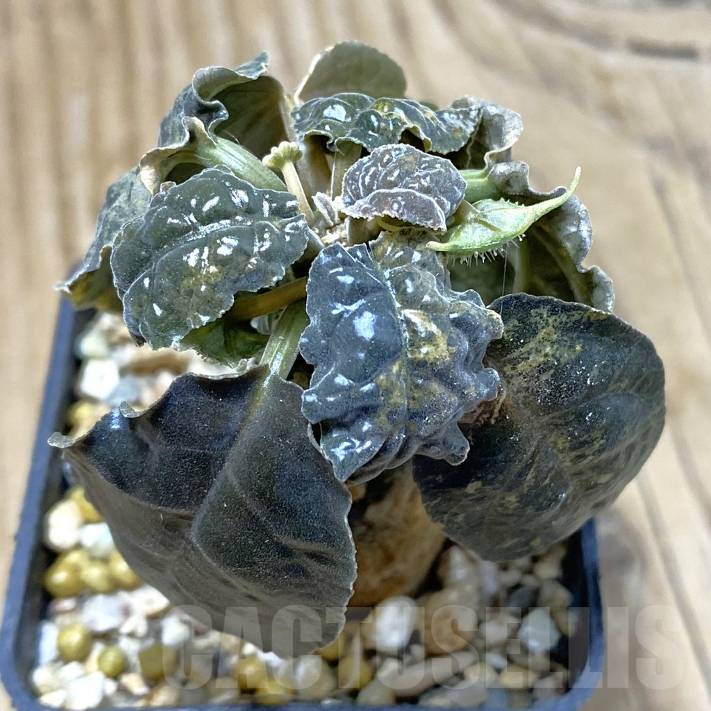 SH16676 Dorstenia foetida f. variegata