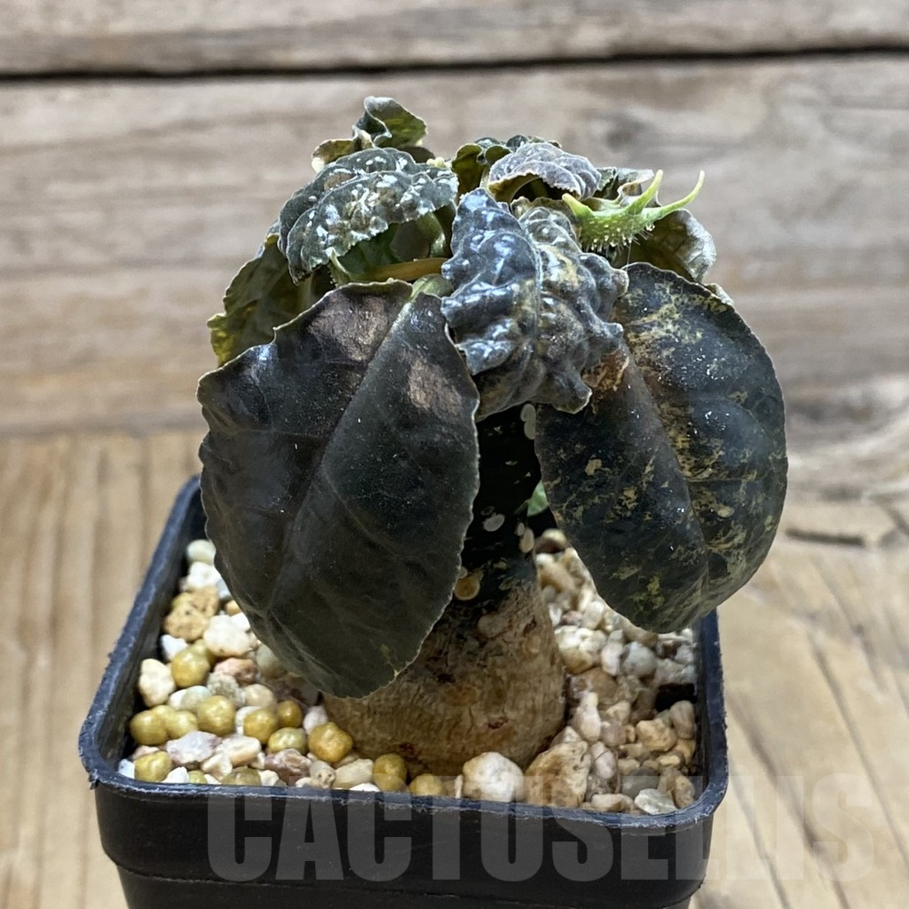 SH16676 Dorstenia foetida f. variegata - Image 2