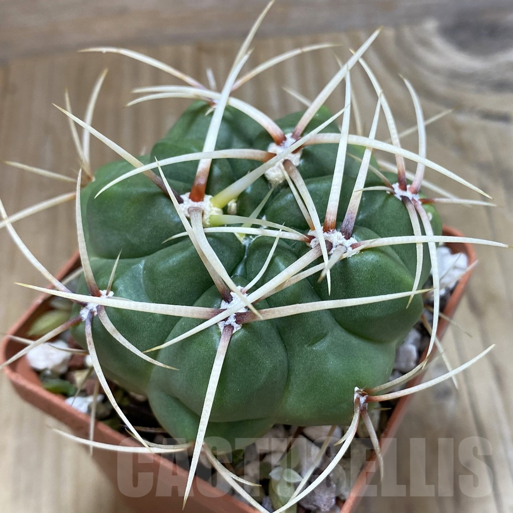 SH16623 Gymnocalycium multiflorum, old 6 years