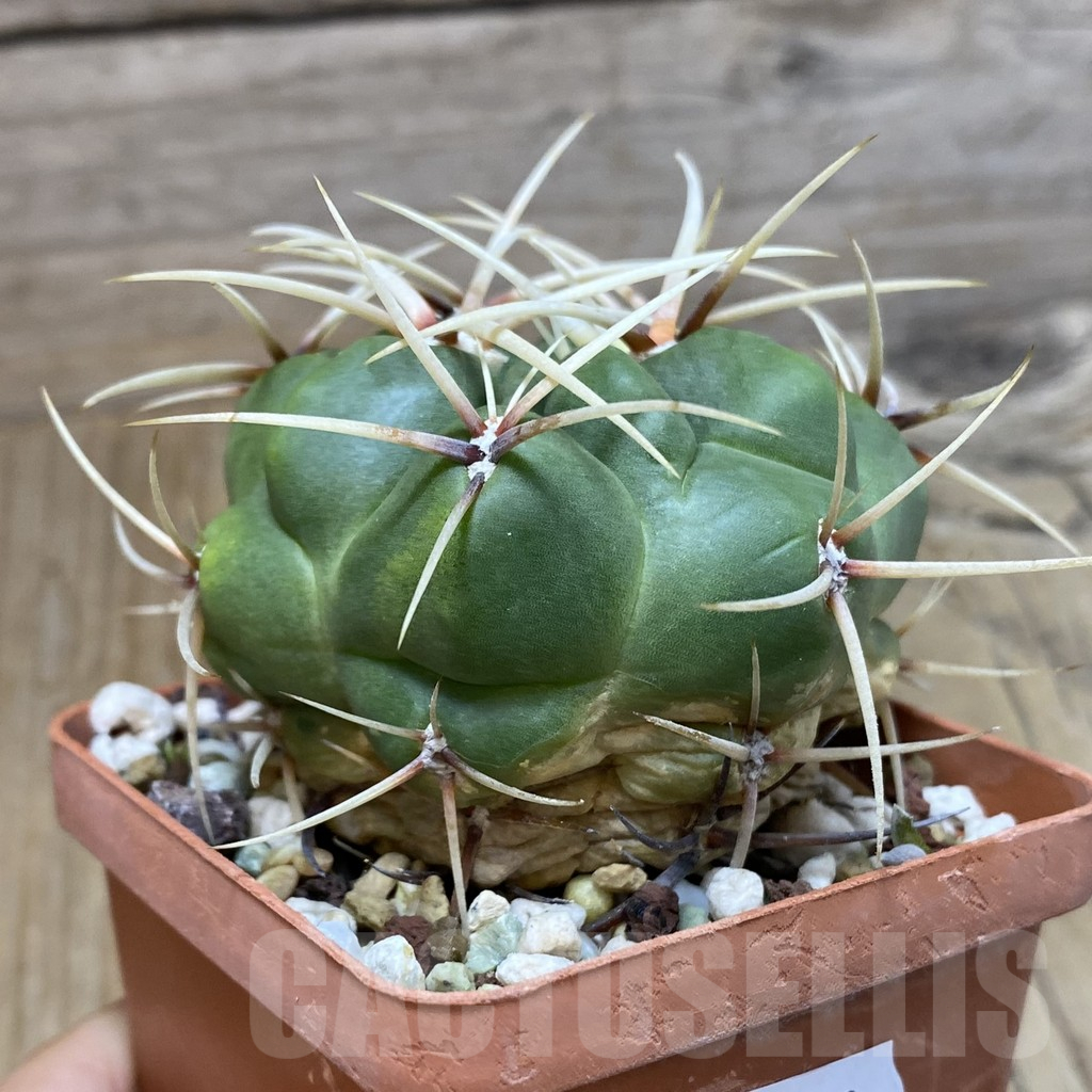 SH16623 Gymnocalycium multiflorum, old 6 years - Image 2