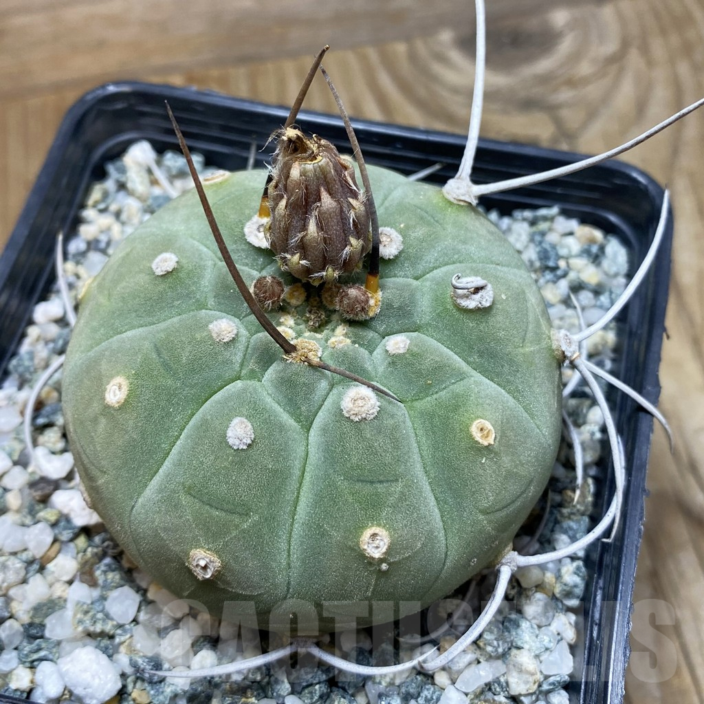 SH16626 Matucana madisoniorum, old 10 years