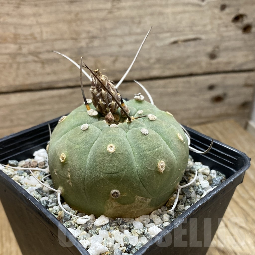 SH16626 Matucana madisoniorum, old 10 years - Image 2