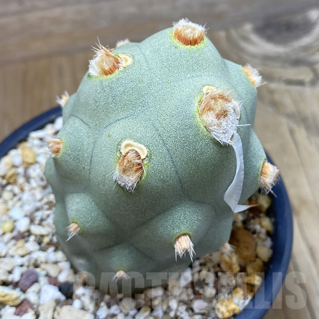SH16630 Tephrocactus articulatus