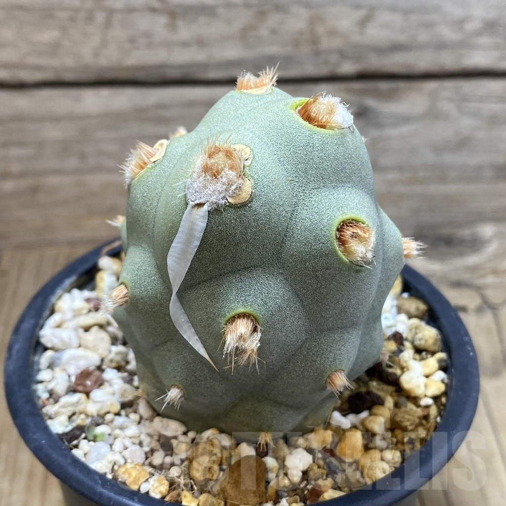 SH16630 Tephrocactus articulatus - Image 2