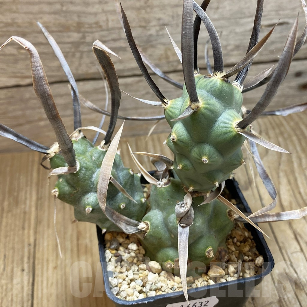 SH16632 Tephrocactus articulatus v. papyracanthus