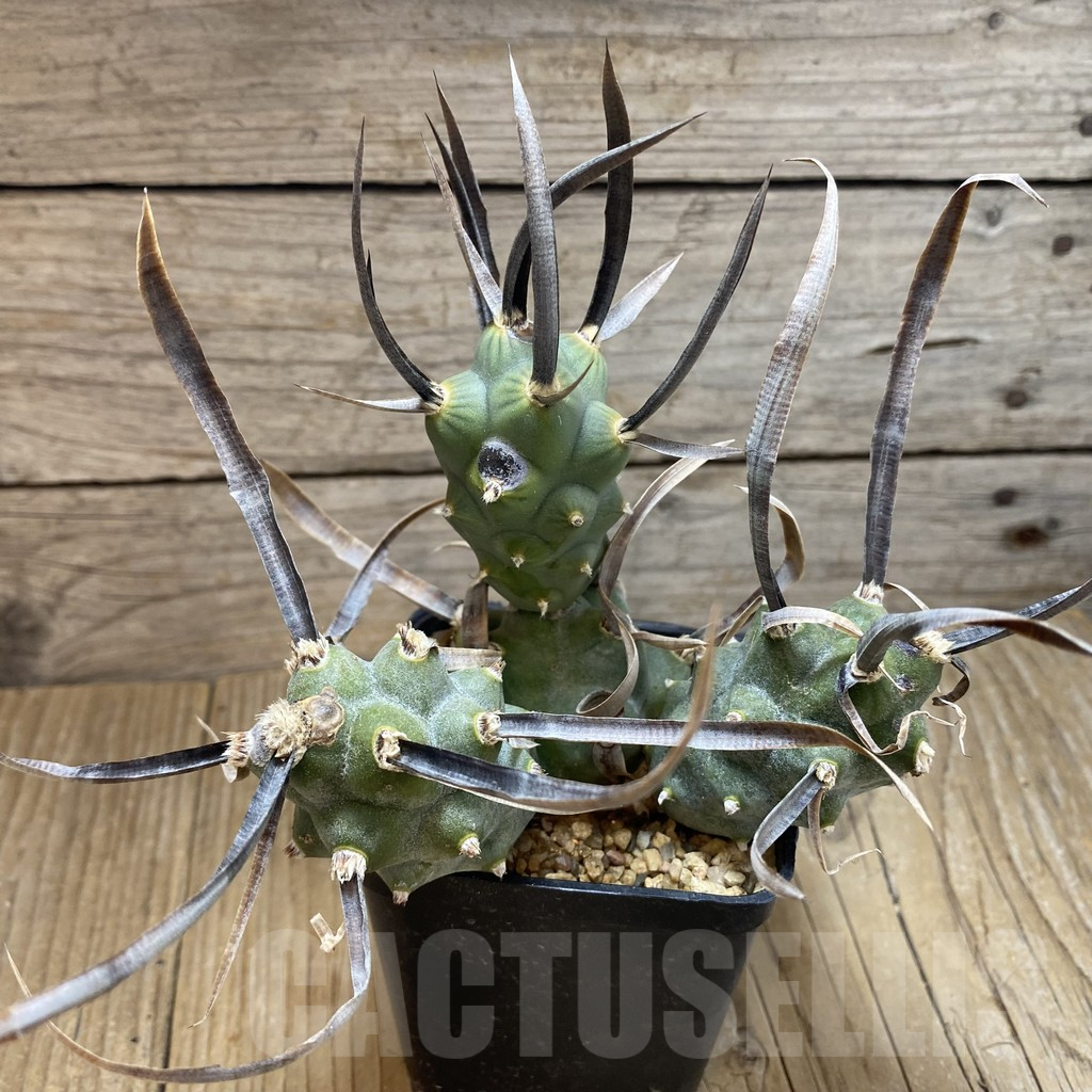 SH16632 Tephrocactus articulatus v. papyracanthus - Image 2