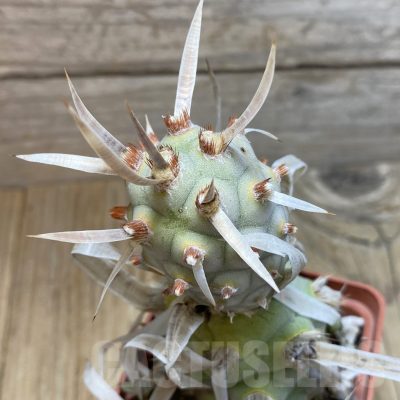 SH16633 Tephrocactus articulatus v. papyracanthus