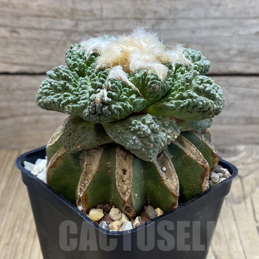 SH16636 Ariocarpus fissuratus ‘Godzilla’, grafted - Image 2