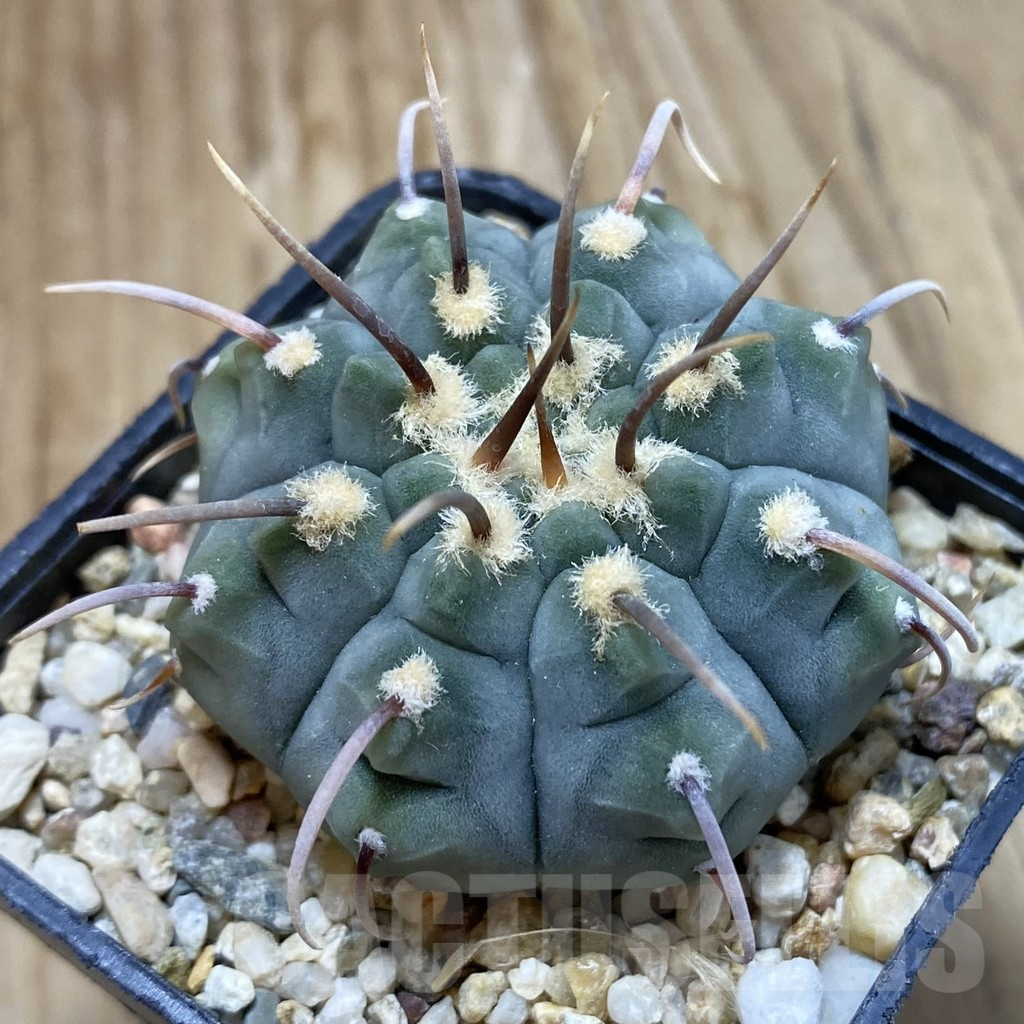 SH16641 Gymnocalycium vatteri, selection