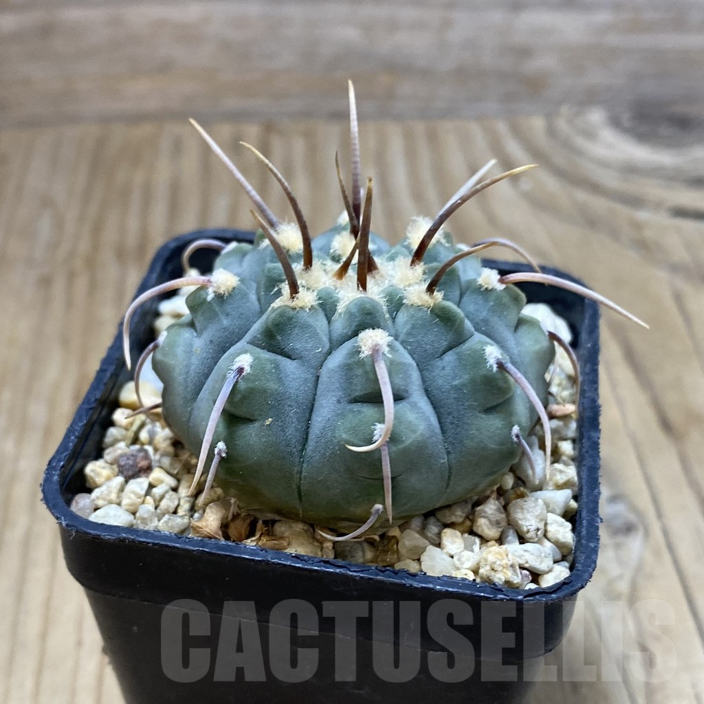 SH16641 Gymnocalycium vatteri, selection - Image 2